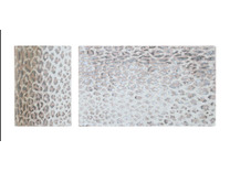 Набор ковриков для ванной Madeline 60*100, 40*60 / Sofi de marko